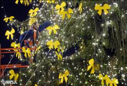 El Papa recibe a la peregrinación de Baviera que este año regaló el árbol de Navidad de la Plaza de San Pedro